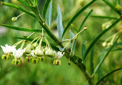 Flowers photographed by Johan Wentzel